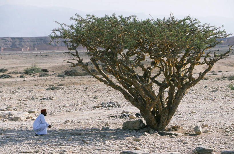 成年人,一个人,蹲,横图,室外,沙漠,日光,阿曼,仅一个男性,地形,树荫,社区,香水,摄影,波斯湾,塞拉莱,男人,彩图