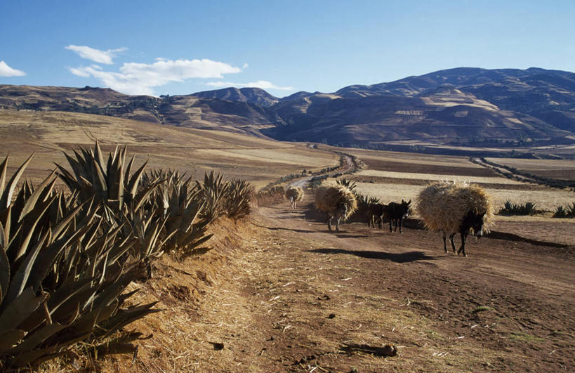 无人,农场,横图,室外,农业,山,山脉,路,秘鲁,地形,稻草,山谷,海鳗,家畜,南美,运输,摄影,驴子,彩图
