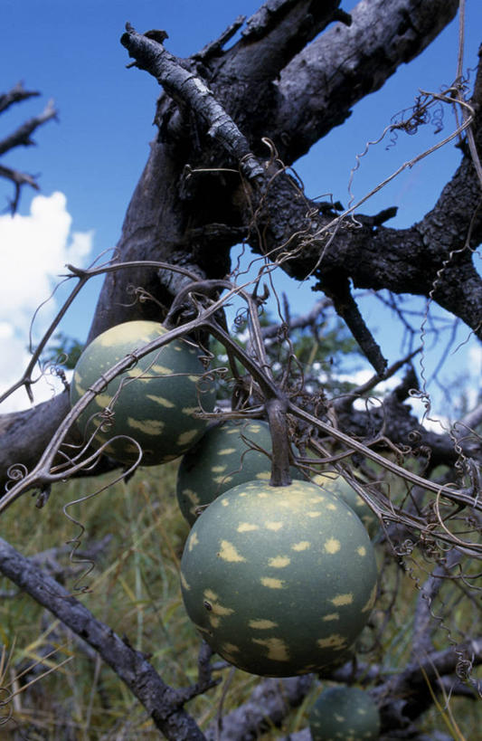 无人,竖图,植物,水果,非洲,南非,瓜,摄影,克鲁格国家公园,普马兰加省,彩图