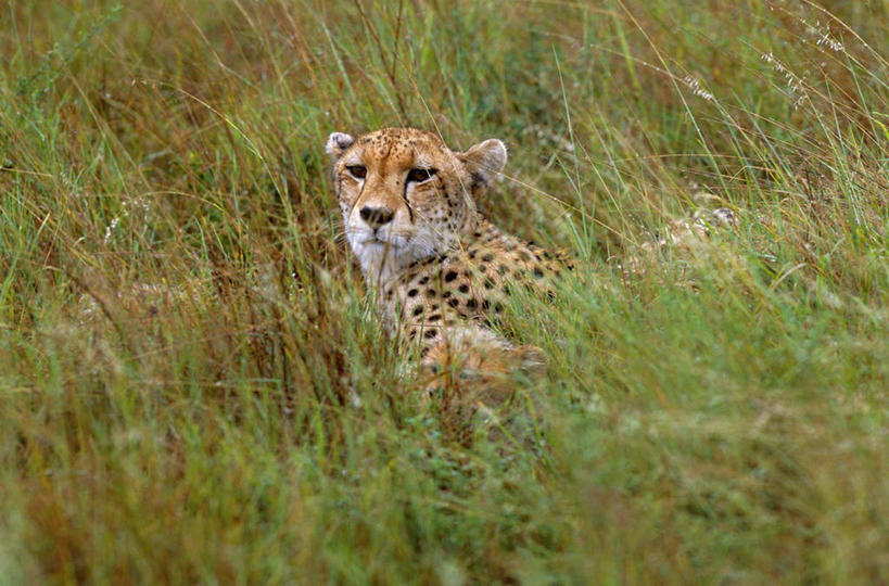 婴儿,无人,家庭,横图,室外,草原,豹子,哺乳动物,野生动物,非洲,南非,捕食,斑点,自然,动物,摄影,考古学,幼兽,金钱豹,猫科动物,印度豹,凶猛,文豹,野生动物保护区,自然保护区,式样,非洲猎豹,残暴,凶残,猎豹,花豹,豹,彩图
