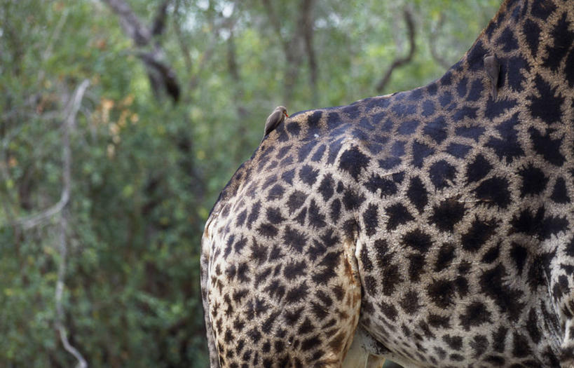 无人,横图,室外,哺乳动物,长颈鹿,野生动物,非洲,南非,外套,自然,动物,摄影,考古学,野生动物保护区,自然保护区,颈,彩图