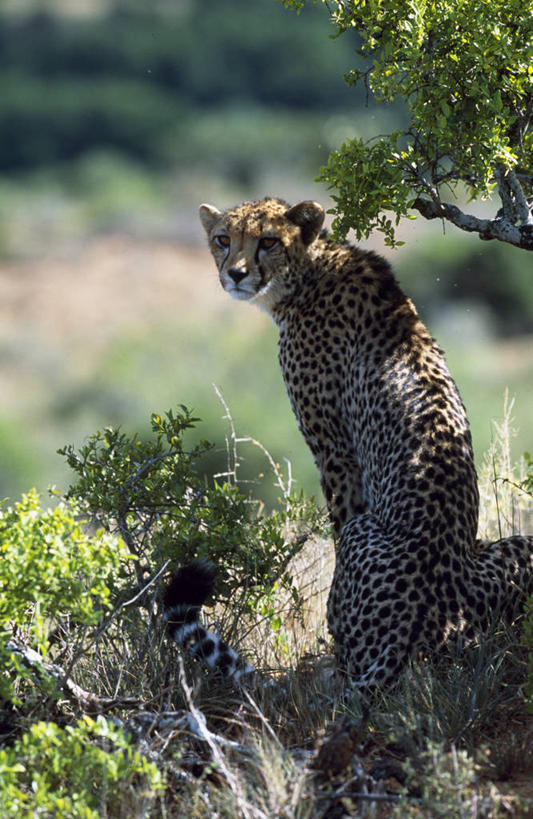 无人,竖图,室外,哺乳动物,野生动物,非洲,南非,捕食,标记,自然,动物,转,摄影,考古学,猫科动物,野生动物保护区,自然保护区,东开普省,式样,非洲猎豹,猎豹,彩图