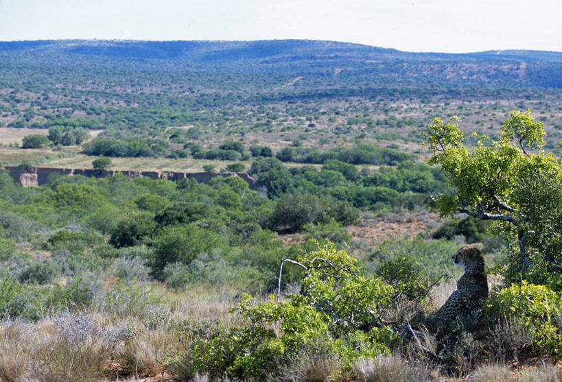 无人,横图,室外,哺乳动物,野生动物,非洲,南非,捕食,地形,标记,自然,动物,看,转,摄影,观看,考古学,猫科动物,野生动物保护区,自然保护区,东开普省,式样,非洲猎豹,猎豹,彩图