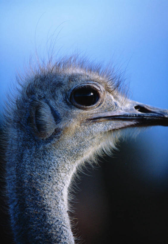 无人,竖图,哺乳动物,野生动物,鸵鸟,羽毛,非洲,南非,鸟类,自然,动物,摄影,考古学,肖像,喙,东开普省,颈,彩图