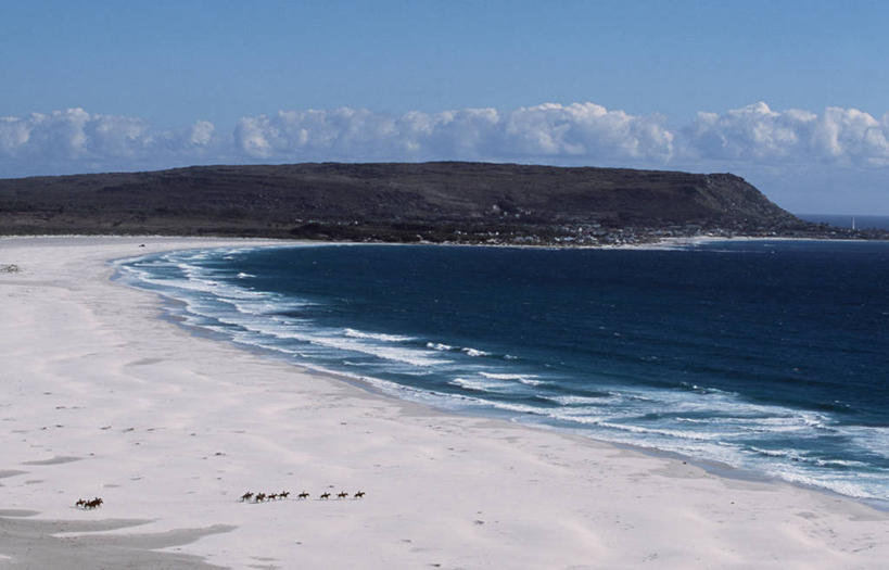 无人,横图,室外,寂寞,海浪,海洋,马,非洲,南非,骑马,沙子,地形,海岸线,骑,风景,波浪,家畜,摄影,生活方式,宁静,潮汐,开普省,黑客,冒险,赛马,海滩,休闲活动,彩图,科美杰,开普半岛