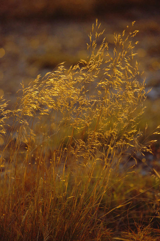无人,竖图,草原,日落,植物,非洲,南非,种子,草,自然,黄昏,摄影,考古学,西开普省,彩图