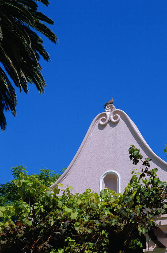 无人,竖图,室外,留白,建筑,非洲,南非,屋顶,首都,藤蔓,摄影,藤蔓植物,开普敦,设计,彩图