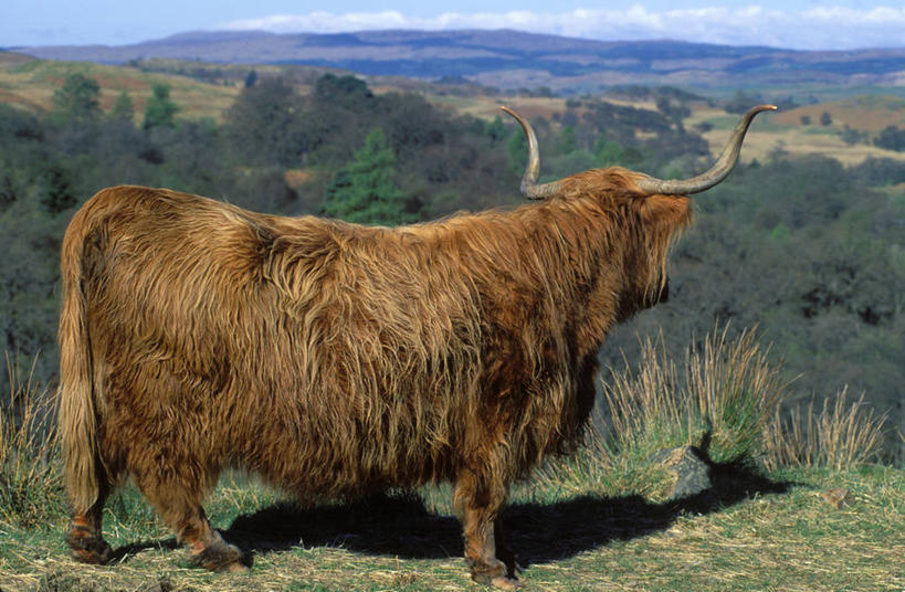 无人,农场,横图,农业,牛,图案,图形,几何,菱形,凌乱,苏格兰,树,摄影,牲畜,混乱,数学,苏格兰高地,母牛,新西兰南岛,纷乱,缭乱,庞杂,彩图,几何学,几何图形