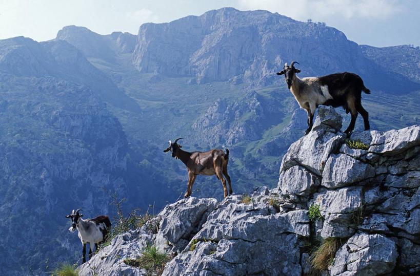 无人,横图,室外,山,山脉,西班牙,欧洲,摄影,山脊,阿斯图里亚斯,坎塔布利亚,岩石,山羊,彩图