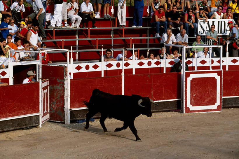 横图,锻炼,快乐,比赛,运动,竞争,斗牛,牛,西班牙,欧洲,娱乐,体育场,斗牛场,休闲,力量,摄影,体育运动,体育,彩图,健身,西班牙斗牛