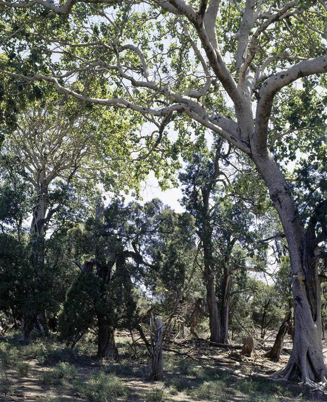 无人,栏杆,竖图,室外,森林,植物,非洲,吉布提,木制,栅栏,篱笆,围栏,护栏,树,摄影,无花果树,彩图,油橄榄树