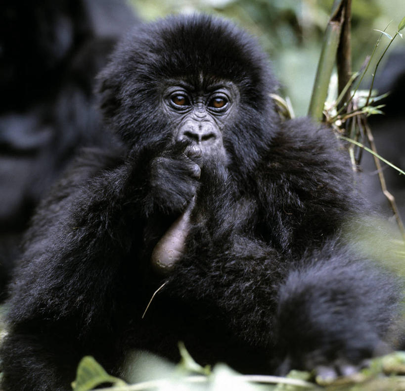 无人,横图,特写,森林,哺乳动物,野生动物,非洲,黑色,动物,摄影,热带气候,大猩猩,猿,热带雨林,刚果民主共和国,高山大猩猩,彩图,雨林