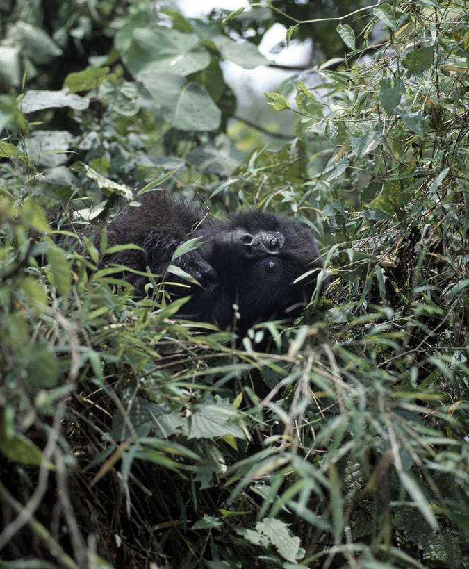 无人,竖图,特写,森林,哺乳动物,野生动物,非洲,黑色,自然,动物,摄影,热带气候,大猩猩,猿,热带雨林,刚果民主共和国,高山大猩猩,彩图,雨林