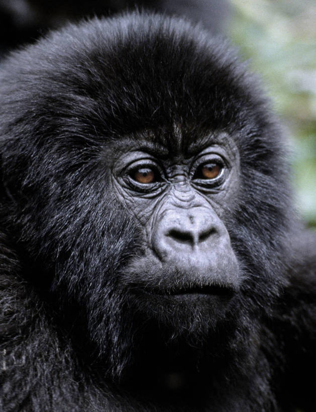 无人,竖图,特写,森林,哺乳动物,野生动物,非洲,黑色,动物,摄影,热带气候,大猩猩,猿,热带雨林,刚果民主共和国,高山大猩猩,彩图,雨林