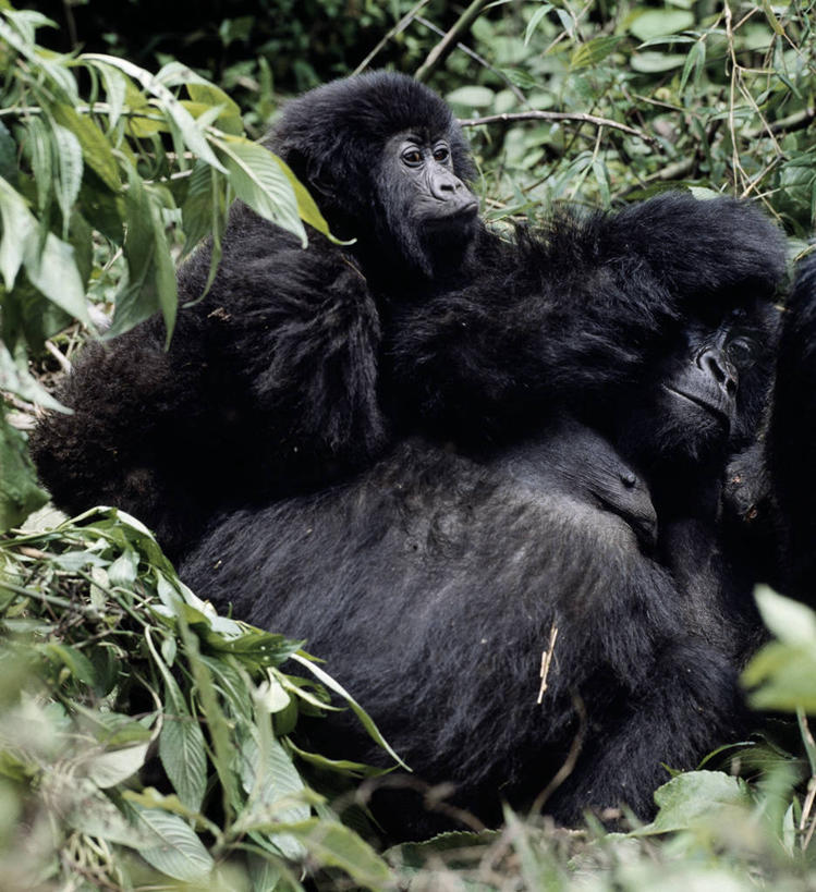 婴儿,无人,竖图,室外,森林,哺乳动物,野生动物,非洲,自然,动物,摄影,热带气候,大猩猩,猿,热带雨林,刚果民主共和国,银背大猩猩,高山大猩猩,彩图,雨林
