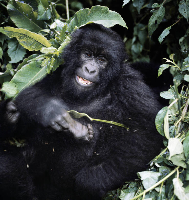 无人,吃,竖图,室外,森林,哺乳动物,野生动物,非洲,黑色,自然,动物,摄影,热带气候,大猩猩,猿,热带雨林,喂养,刚果民主共和国,银背大猩猩,高山大猩猩,彩图,雨林