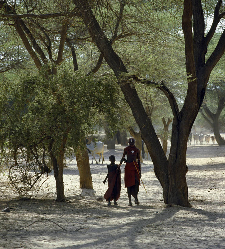 儿童,竖图,牛,非洲,肯尼亚,摄影,牲畜,金合欢树,女孩,步行,彩图,传统服装,传统文化