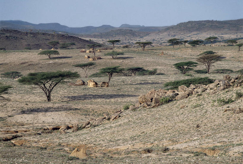 无人,农场,横图,室外,农业,非洲,肯尼亚,房屋,乡村,摄影,住房,非洲文化,金合欢树,彩图,小屋