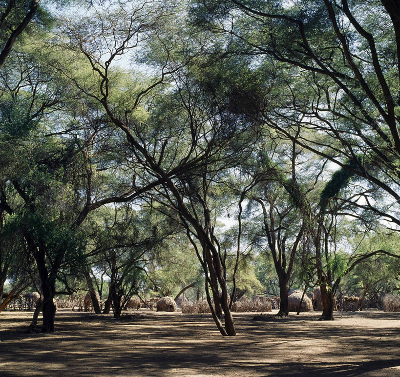 无人,农场,横图,非洲,肯尼亚,房屋,乡村,摄影,住房,非洲文化,金合欢树,彩图,小屋