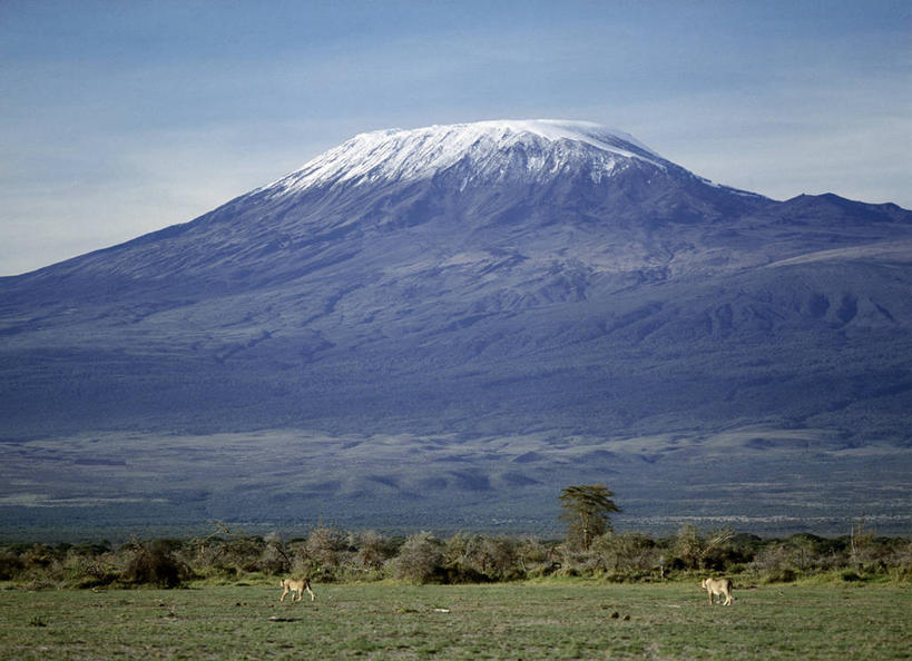 无人,横图,室外,山,山脉,雪山,哺乳动物,野生动物,狮子,非洲,肯尼亚,长牙,雌狮,捕食,地形,山顶,自然,动物,平原,摄影,乞力马扎罗山,彩图