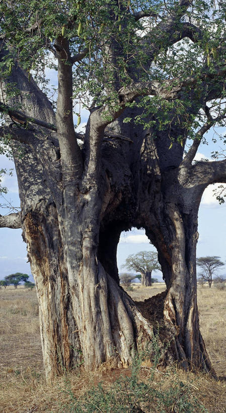 无人,竖图,室外,非洲,肯尼亚,树,摄影,国家公园,猴面包树,彩图