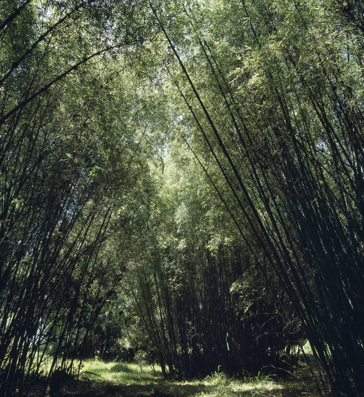 无人,竖图,室外,植物,叶子,非洲,肯尼亚,拱门,安静,放松,摄影,宁静,树梢,肯尼亚山,彩图