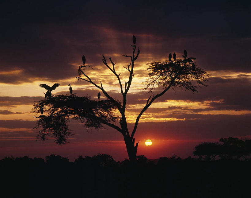 无人,横图,室外,日落,野生动物,非洲,肯尼亚,鸟类,红色,天空,自然,动物,放松,摄影,栖息,宁静,金合欢树,非洲秃鹳,彩图,马赛马拉国家保护区