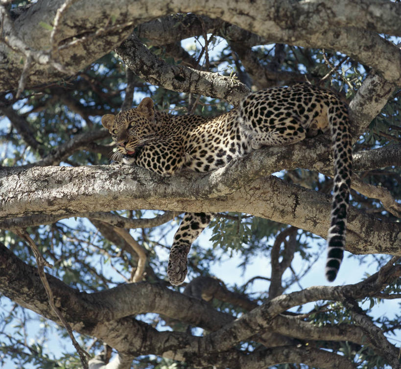 无人,横图,哺乳动物,野生动物,非洲,肯尼亚,树荫,自然,动物,休息,放松,摄影,栖息,午睡,考古学,美洲豹,猫科动物,彩图,马赛马拉国家保护区