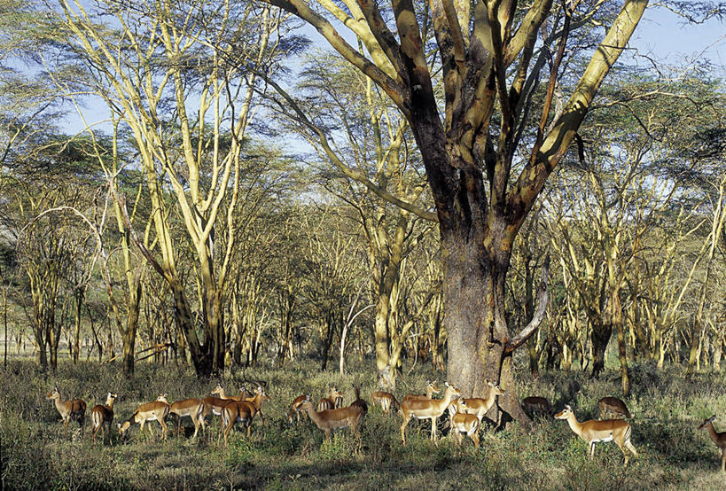 无人,横图,室外,聚会,野生动物,非洲,肯尼亚,羚羊,聚餐,树,摄影,国家公园,黑斑羚,野生动物保护区,喂养,自然保护区,纳库鲁,彩图