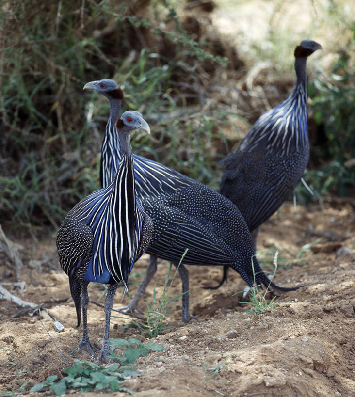 无人,竖图,彩色,室外,哺乳动物,野生动物,羽毛,非洲,肯尼亚,许多,鸟类,很多,蓝色,自然,动物,摄影,灌木,五颜六色,明亮,色彩斑斓,五彩缤纷,珍珠鸡,五彩斑斓,野生动物保护区,自然保护区,五光十色,彩图