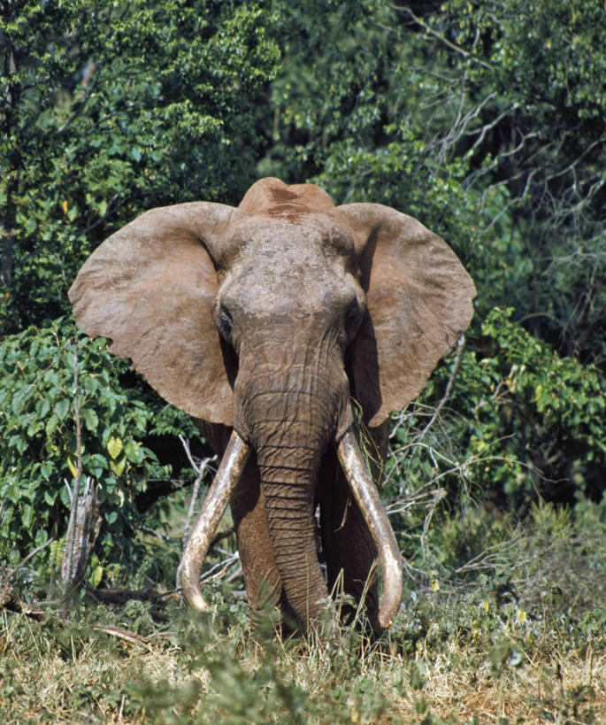 无人,公园,竖图,哺乳动物,野生动物,非洲,肯尼亚,长牙,非洲象,自然,动物,摄影,考古学,国家公园,阿非利加洲,肯尼亚共和国,马萨比特国家公园,象,彩图