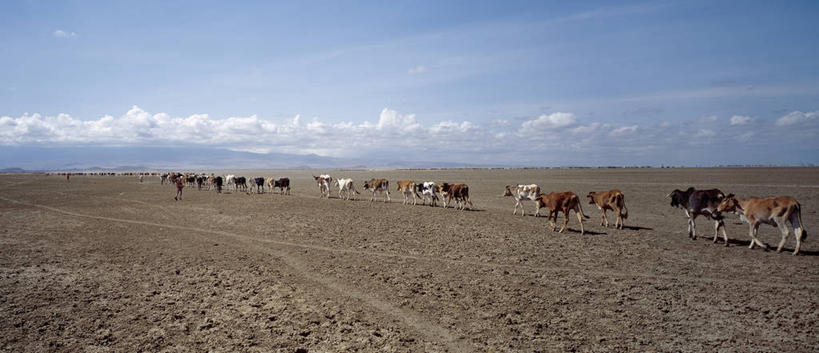 无人,农民,横图,全景,室外,农业,牛,非洲,肯尼亚,放牧,地平线,热,摄影,牲畜,干的,牧人,母牛,跟随,彩图,马赛人