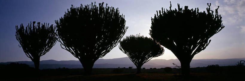 无人,横图,全景,非洲,肯尼亚,树,黄昏,摄影,宁静,彩图