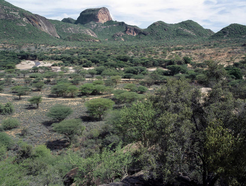 无人,横图,室外,森林,树林,非洲,肯尼亚,地形,山谷,摄影,金合欢树,岩石,彩图