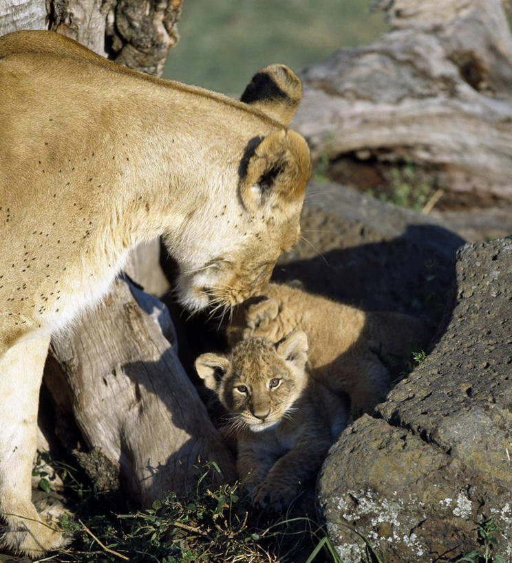 无人,竖图,室外,哺乳动物,野生动物,狮子,非洲,肯尼亚,雌狮,狮群,捕食,自然,动物,摄影,考古学,幼兽,猫科动物,凶猛,野生动物保护区,自然保护区,残暴,凶残,清洗,洗涤,彩图,马赛马拉国家保护区
