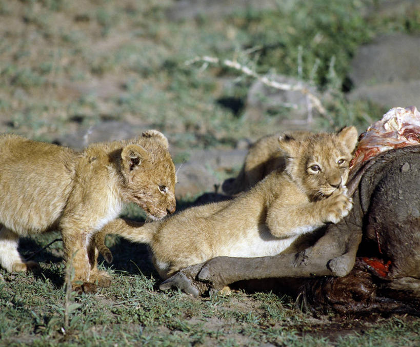 无人,吃,横图,室外,哺乳动物,野生动物,狮子,非洲,肯尼亚,捕食,饮食,自然,动物,摄影,死亡,考古学,幼兽,猫科动物,凶猛,非洲水牛,杀害,野生动物保护区,喂养,自然保护区,残暴,凶残,彩图,马赛马拉国家保护区,灭种