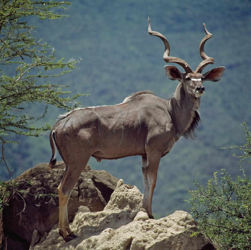 无人,横图,哺乳动物,野生动物,羊,非洲,肯尼亚,羚羊,地形,动物,看,可爱,摄影,活泼,观看,监视,机敏,卷发,彩图,动物行为