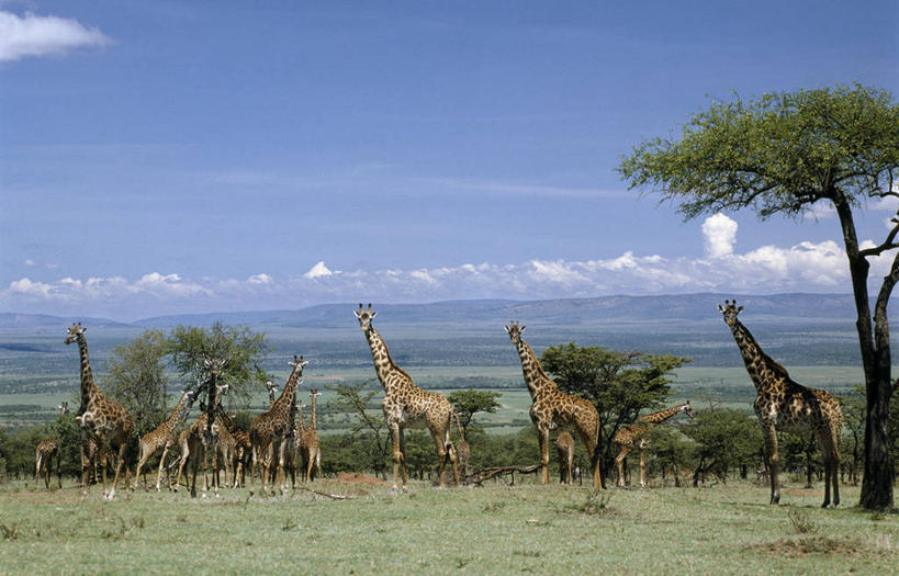 无人,横图,室外,哺乳动物,长颈鹿,野生动物,疣猪,非洲,肯尼亚,地形,自然,动物,平原,摄影,活泼,考古学,野生动物保护区,自然保护区,索马里亚长颈鹿,网纹长颈鹿,颈,彩图,马赛马拉国家保护区,动物行为