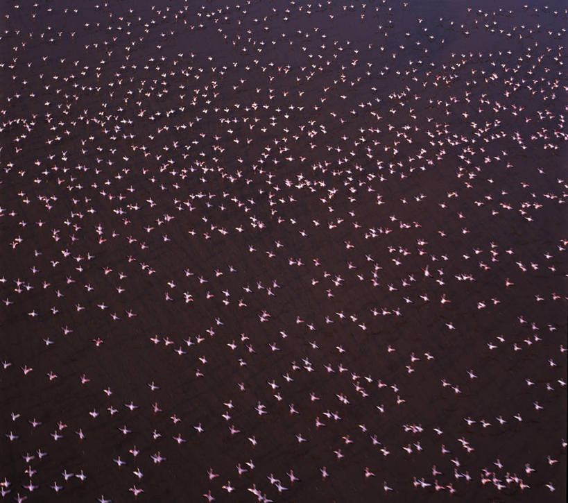 无人,横图,俯视,航拍,室外,聚会,湖,非洲,肯尼亚,一群,许多,火烈鸟,鸟类,聚餐,很多,飞,粉色,摄影,鸟瞰,彩图,高角度拍摄,小火烈鸟