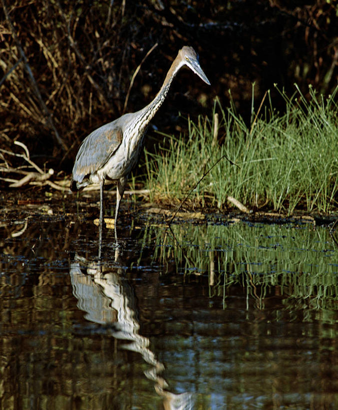 无人,竖图,室外,湖,野生动物,非洲,肯尼亚,苍鹭,鸟类,鱼类,自然,动物,摄影,考古学,巨鹭,巴林哥湖,彩图,钓鱼