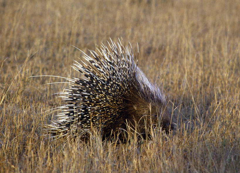 无人,横图,室外,哺乳动物,豪猪,野生动物,非洲,肯尼亚,自然,动物,平原,摄影,考古学,国家公园,野生动物保护区,非洲冕豪猪,彩图,马赛马拉国家保护区,动物行为