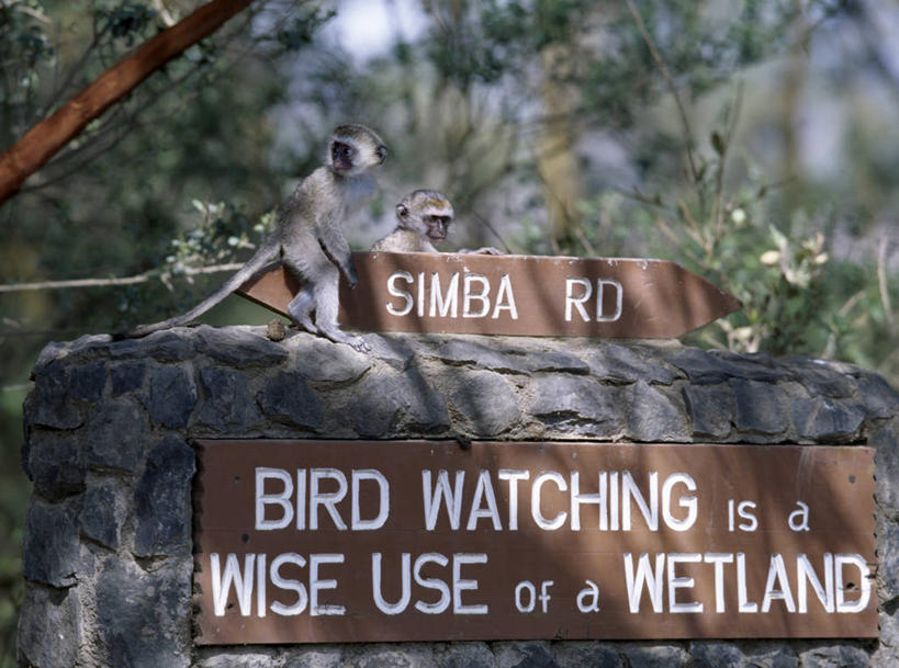 无人,横图,室外,哺乳动物,野生动物,猴子,非洲,肯尼亚,标志,自然,动物,摄影,考古学,国家公园,长尾猴,野生动物保护区,纳库鲁,彩图