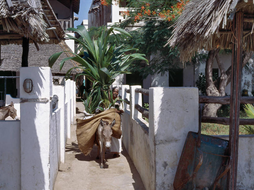 横图,非洲,肯尼亚,地标建筑,摄影,伊斯兰教,驴子,阿伦岛,彩图,巷