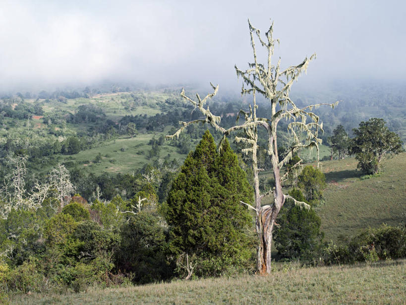 无人,横图,室外,非洲,肯尼亚,地形,云,高处,雪松,地衣,草,树,平原,摄影,苏格兰高地,彩图
