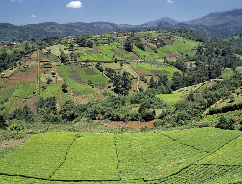 无人,横图,室外,农作物,山,山脉,非洲,肯尼亚,绿色,摄影,商人,彩图