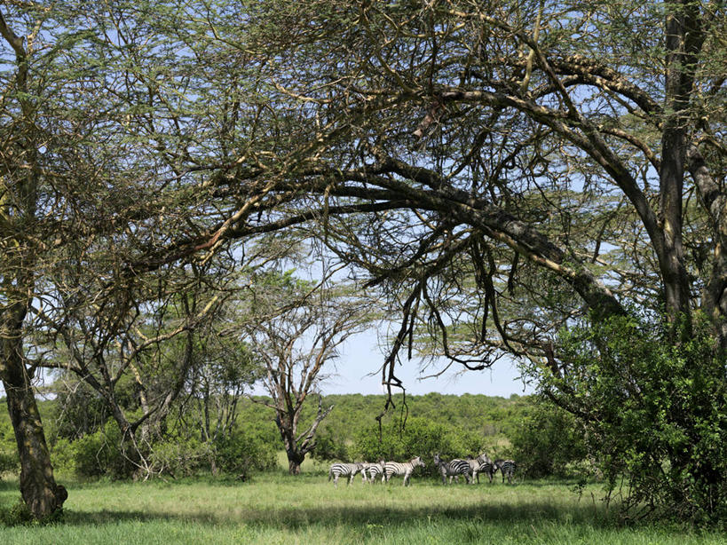 无人,横图,斑马,野生动物,肯尼亚,树,动物,摄影,金合欢树,彩图