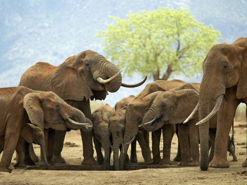 无人,横图,室外,哺乳动物,野生动物,非洲,肯尼亚,长牙,喝,干燥,非洲象,动物,摄影,国家公园,口渴,象,彩图