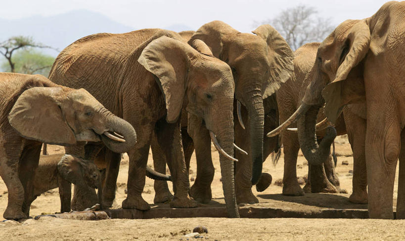 无人,横图,室外,哺乳动物,野生动物,非洲,肯尼亚,长牙,喝,干燥,非洲象,动物,摄影,国家公园,口渴,象,彩图