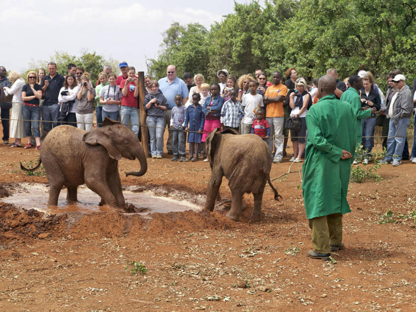儿童,横图,室外,旅游,非洲,肯尼亚,行人,游客,游人,非洲象,首都,路人,旅客,摄影,国家公园,内罗毕国家公园,过客,奈洛比,孤儿,象,红土,彩图,动物行为