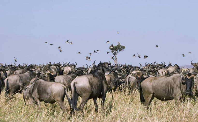 无人,横图,野生动物,非洲,肯尼亚,鸟类,动物,摄影,迁徙,非洲大羚,野生动物保护区,彩图,马赛马拉国家保护区,动物行为